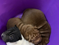 Căței Shar pei dragalasi.