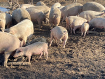 Porci si purcei de vanzare
