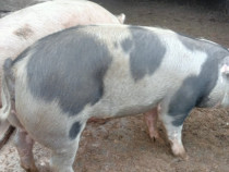 V&acirc;nd porci de carne