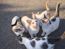 Puiuți de pisică &icirc;și caută o familie de sărbători