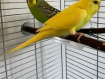 Papagali Peruși Divere Culori