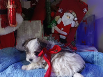 Bichon havanez fetiță