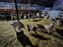 Angajez cioban pentru capre