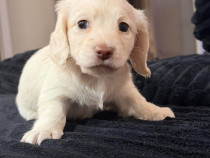 Adorable dachshund puppies