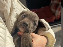 Cane Corso Negru și Gri