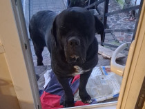 Pui cane corso 8 saptamani