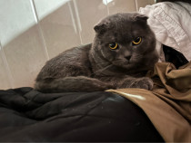 Pisici Scottish fold gratuit