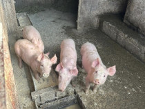 Porci rasa marele alb