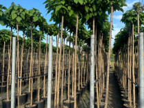 CATALPE BIGNONIDES INALTIME 3 MT