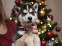 Husky siberian baietel