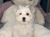 Bichon , fetița , este cuminte