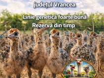 Preluăm comenzi pentru anul 2026 pentru pui de struț.