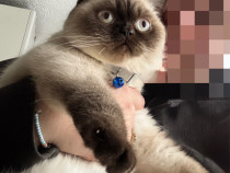 Motănel scottish straight