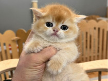 British shorthair shinshila gold
