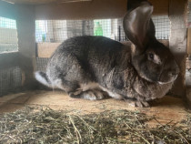 Femela UG cu certificat de origine