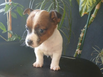 Jack Russell Terrier