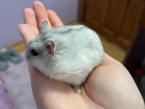 Donez hamster pitic femelă