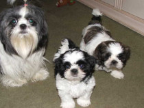 Shih tzu 2 luni vaccinat