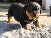 Cățel Rottweiler
