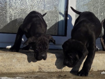 Căței cane corso