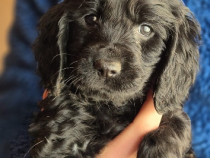 Puiuți Cocker Spaniel
