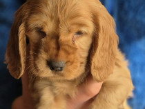 Puiuți Cocker Spaniel