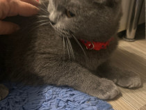 Pisica british shorthair