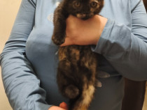 Pui de pisica deosebita isi cauta gazda