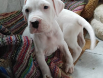 V&acirc;nd pui Dog Argentinian