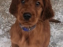 Cățel setter irlandez