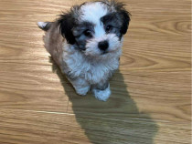 V&acirc;nd Bichon, foarte jucăușă și se atașează repede.