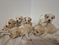 Pui de bichon frise combinati cu o rasa bej