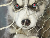 Husky Siberian pentru detalii &icirc;n privat