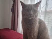 Motan british shorthair