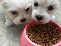 Bichon maltez talie mica