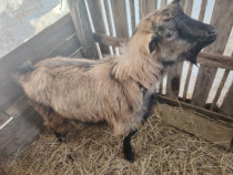 V&acirc;nd tap t&acirc;năr și frumos dau la schimb
