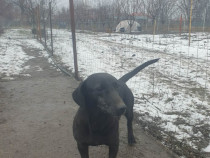 Catea teckel de 2 ani