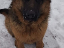 Ciobanesc german - 9 luni