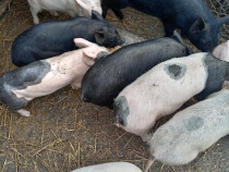 Purcei de v&icirc;nzare