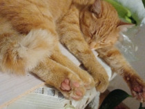 Gratuit motanel spre adoptie