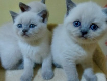 Iasi u2022 Pisica british shorthair u2022 Lajumate.ro ✔️ Anunturi Gratuite
