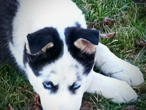 Cățelușă Husky Siberian, 9 săptămâni