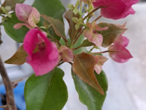 Floare Boungainvilea ghiveci