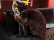 Adoptie pui de pisica neagra Indira