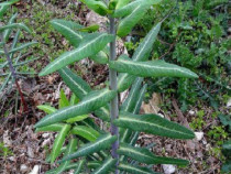 Planta anti cartita Euphorbia lathyris , sa scapam ecologic