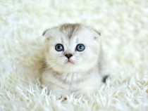 Scottish Fold Silver Tabby Whiskas