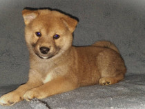 Shiba Inu catelusi de vanzare