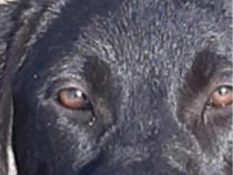 Cățelușă corcitură cane corso adoptie