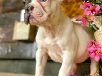 Bulldog francez alb &blue