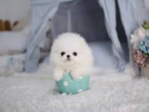 Pomeranian mini boo